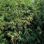 Pseudosasa japonica