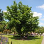 Pterocarya fraxinifolia