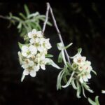 Pyrus nivalis