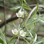 Pyrus salicifolia 'Pendula'