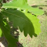 Quercus dent. 'Carl Ferris Miller'