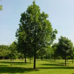 Quercus frainetto
