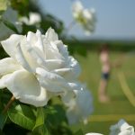 Rosa Annapurna