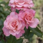 Rosa Botticelli