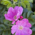 Rosa rugosa 'Rubra'