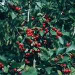 Sorbus intermedia 'Brouwers'