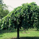Ulmus 'Camperdownii'