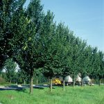Ulmus 'Lobel'