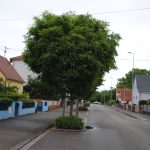 Zelkova serrata
